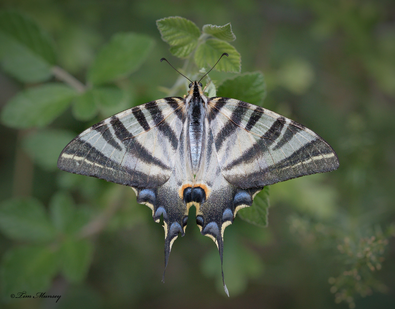 Scarce Swallowtail